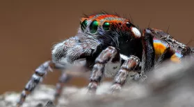 Peacock Spiders Mating Rituals: asset-mezzanine-16x9