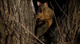 Brushtail Possums Fight for Trees In a Melbourne Park: asset-mezzanine-16x9
