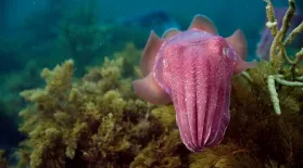 Giant Cuttlefish in the Spencer Gulf: asset-mezzanine-16x9