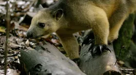 Tree Kangaroos in Queensland Rainforest: asset-mezzanine-16x9