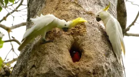 An Eclectus Parrot Defends Her Tree Hollow: asset-mezzanine-16x9