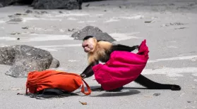 Capuchin Monkeys in Costa Rica Play Tourists for Food: asset-mezzanine-16x9