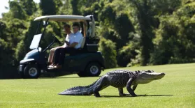Alligators Find New Territories on Golf Courses: asset-mezzanine-16x9