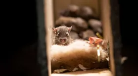 Rats Use Their Skills to Become the Ultimate Urban Animal: asset-mezzanine-16x9