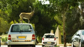 Ibex Males Fight Over a Love Interest: asset-mezzanine-16x9