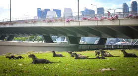 An Otter Family in Singapore Move Den for the First Time: asset-mezzanine-16x9