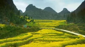 China’s Yellow Fields: asset-mezzanine-16x9