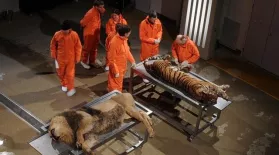 Episode 4 Preview | Big Cats: asset-mezzanine-16x9