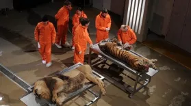 Big Cats: asset-mezzanine-16x9
