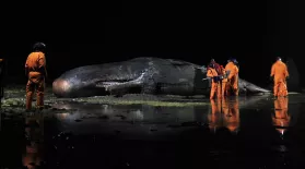 Episode 1 Preview | Sperm Whale: asset-mezzanine-16x9