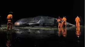 Sperm Whale: asset-mezzanine-16x9