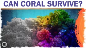 Coral Reefs Are Dying. But They Don’t Have To.: asset-mezzanine-16x9