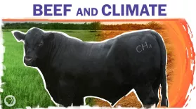 Beef Is Bad For The Climate. Can We Make It Better?: asset-mezzanine-16x9