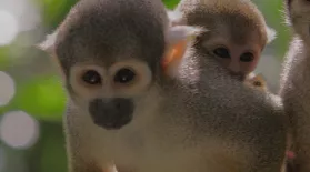Meet Your Cousins: Squirrel Monkeys: asset-mezzanine-16x9