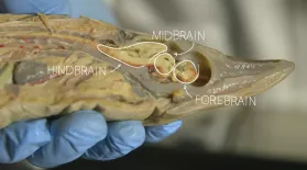 Our Fishy Brain: asset-mezzanine-16x9