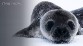 How Antarctica’s Cutest Baby Seals Grow Up: asset-mezzanine-16x9