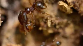 Ants That Can't Walk: asset-mezzanine-16x9