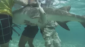 Lemon Shark Birth in Bimini, Bahamas: asset-mezzanine-16x9