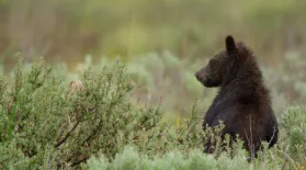 Baby Bears: asset-mezzanine-16x9