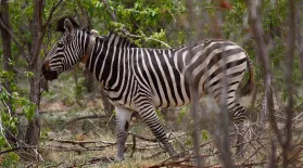 Meeting Winnie the Zebra: asset-mezzanine-16x9