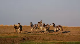 Clues to the Zebra Odyssey: asset-mezzanine-16x9