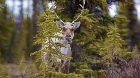 Caribou Face a Gauntlet of Bears: asset-mezzanine-16x9
