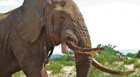 Encounter with a Musth Bull Elephant: asset-mezzanine-16x9