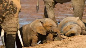 Elephants: asset-mezzanine-16x9
