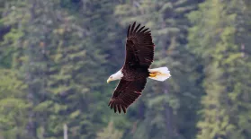 Wild Bald Eagle in Flight: asset-mezzanine-16x9