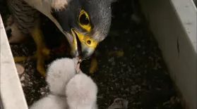 How Peregrine Falcons Thrive in Cities: asset-mezzanine-16x9