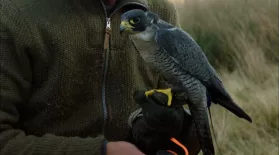 This Drone Mimics Bird Flight: asset-mezzanine-16x9