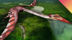 How Did Giant Pterosaurs Fly?: asset-mezzanine-16x9