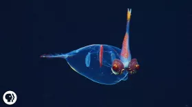 Eight Incredible Deep Sea Oddities: asset-mezzanine-16x9