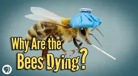 Why Are The Bees Dying?: asset-mezzanine-16x9