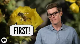 Which Came First - Flowers or Bees?: asset-mezzanine-16x9