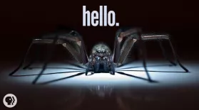 Why I'm Scared of Spiders: asset-mezzanine-16x9