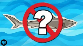 What If There Were No Sharks?: asset-mezzanine-16x9
