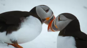 Puffins Reunite with Their Lifelong Mates: asset-mezzanine-16x9