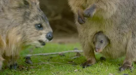 Spy Quokka Meets a Joey: asset-mezzanine-16x9