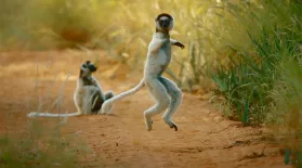 Why Do Sifakas Pogo?: asset-mezzanine-16x9