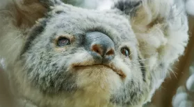 Male Koalas Battle over a Female: asset-mezzanine-16x9