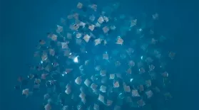 Mobula Rays "Vortex Feeding" Caught on Camera: asset-mezzanine-16x9