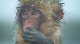 Spy Macaque Befriends a Curious Baby: asset-mezzanine-16x9