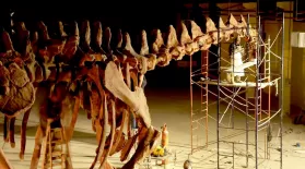 Giant Dinosaur Skeleton Assembled in 60 Seconds! : asset-mezzanine-16x9