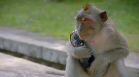 Monkeys Ransom Tourists' Belongings : asset-mezzanine-16x9