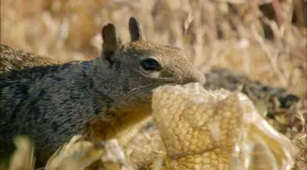 Squirrels Mask Scent with Rattlesnake Skin: asset-mezzanine-16x9