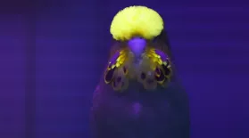 The Parakeet's Superior Senses : asset-mezzanine-16x9
