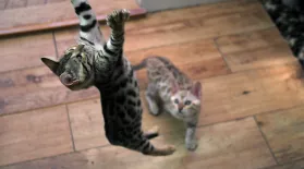 Kittens Practice Hunting Skills : asset-mezzanine-16x9