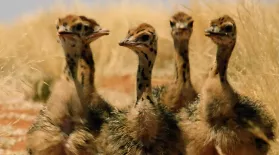 Baby Ostriches Hatching: asset-mezzanine-16x9
