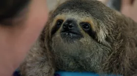 Baby Sloth Nursed Back to Health : asset-mezzanine-16x9